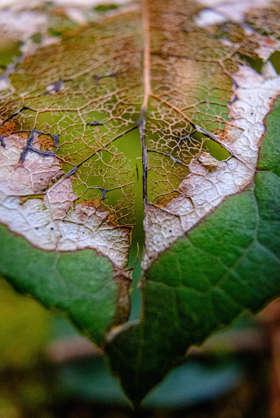 A macro of a deteriorating leaf