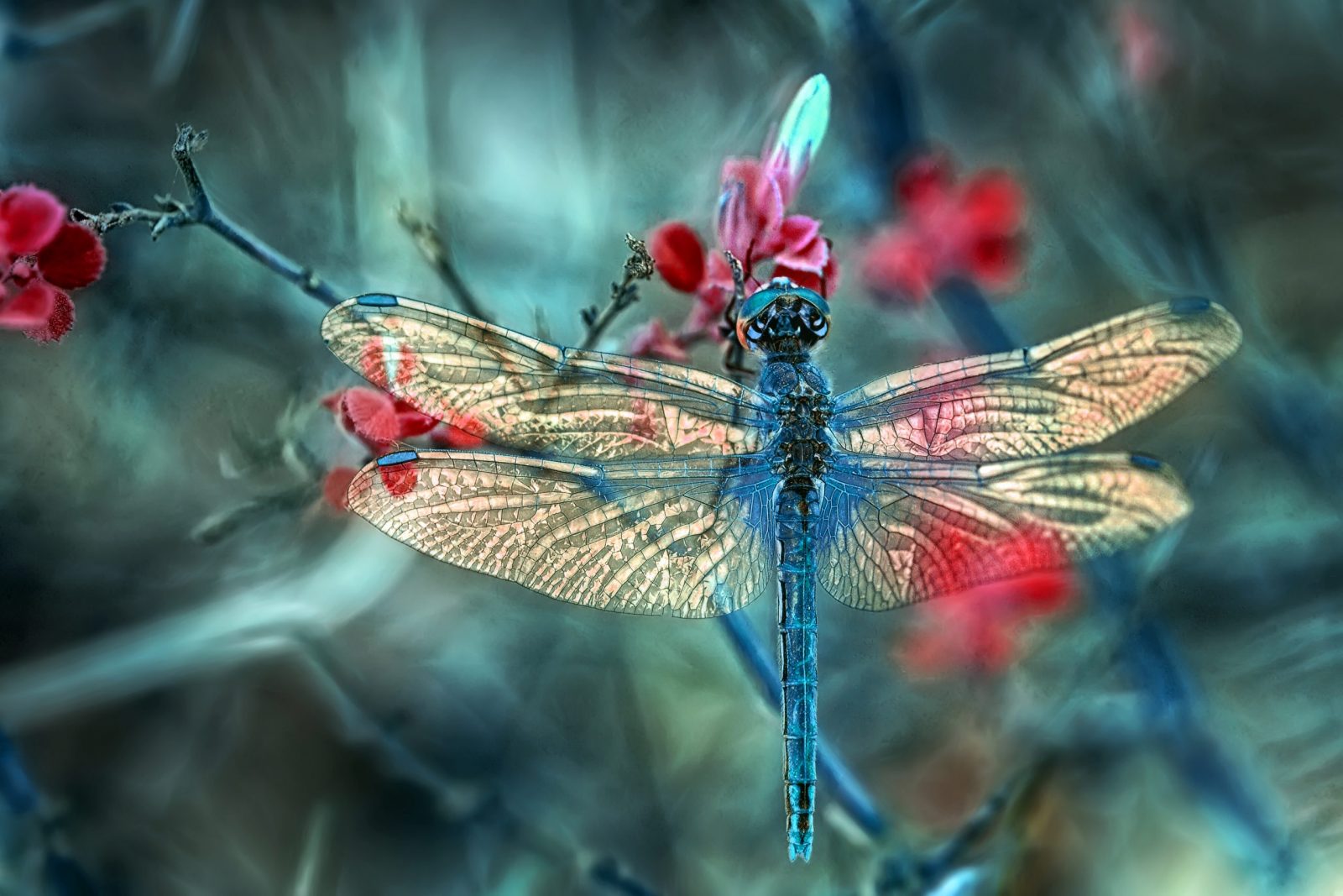 Beautiful dragonfly sitting on flower in a summer garden