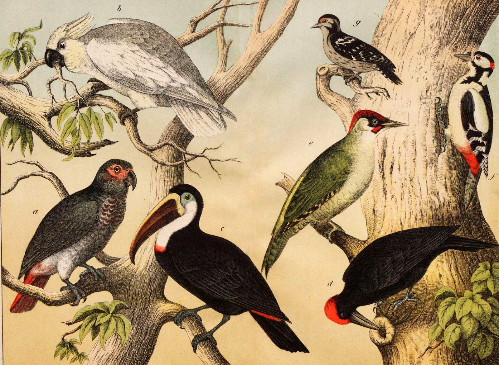 Different species of birds in the wild