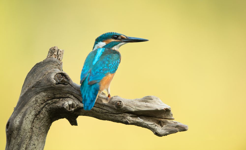Eisvogel alcedo atthis kingfisher