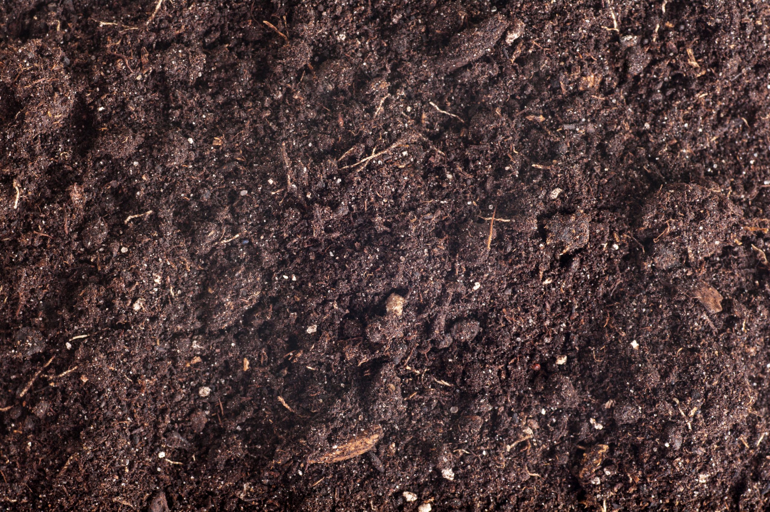 Biology professor dishes the dirt on bacteria and microevolution vs