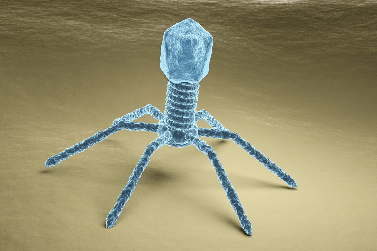 Bacteriophage virus electron microscopy image
