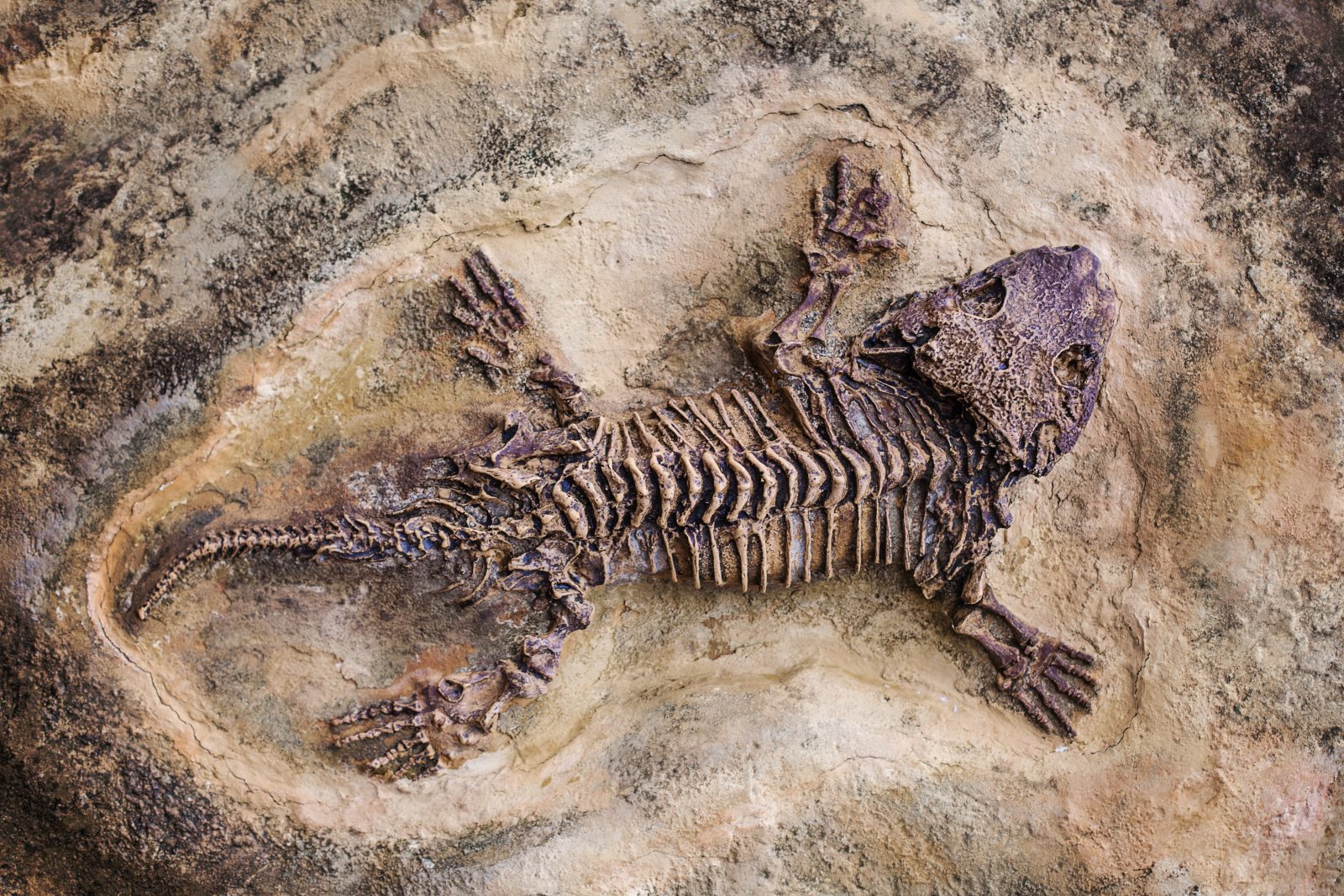 Fossil dinosaur lizard. Fossil of prehistoric lizard skeleton on the rock