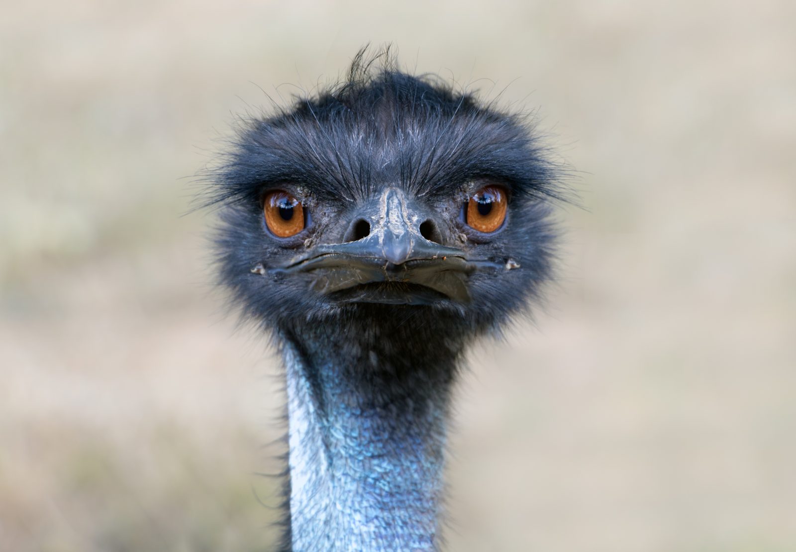 Portrait of Australian Emu bird (Dromaius novaehollandiae) on the nature.
