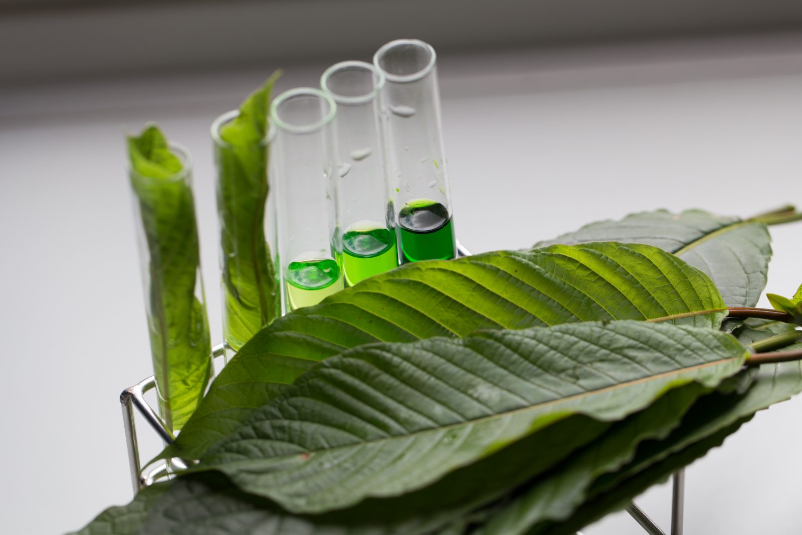Science Research leaves of Mitragyna speciosa (kratom) and Chemical analysis  in Lab.