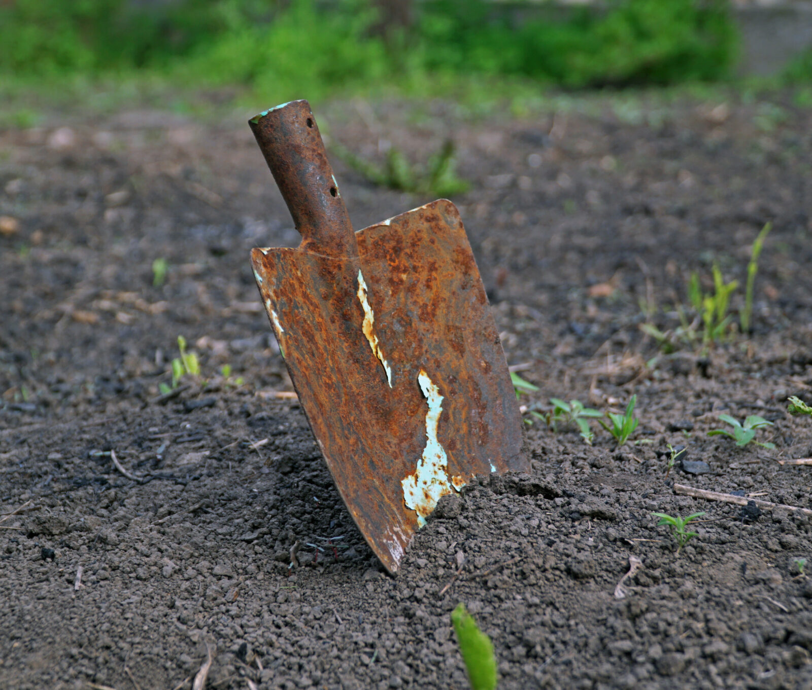 old rusty shovel in the ground