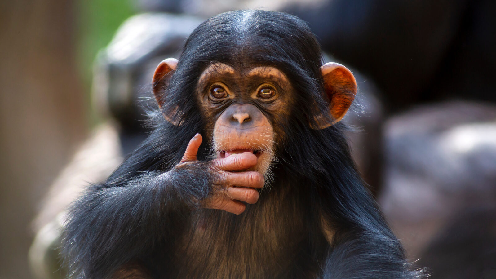 Close up portrait of a cute baby chimpanzee making eye contact