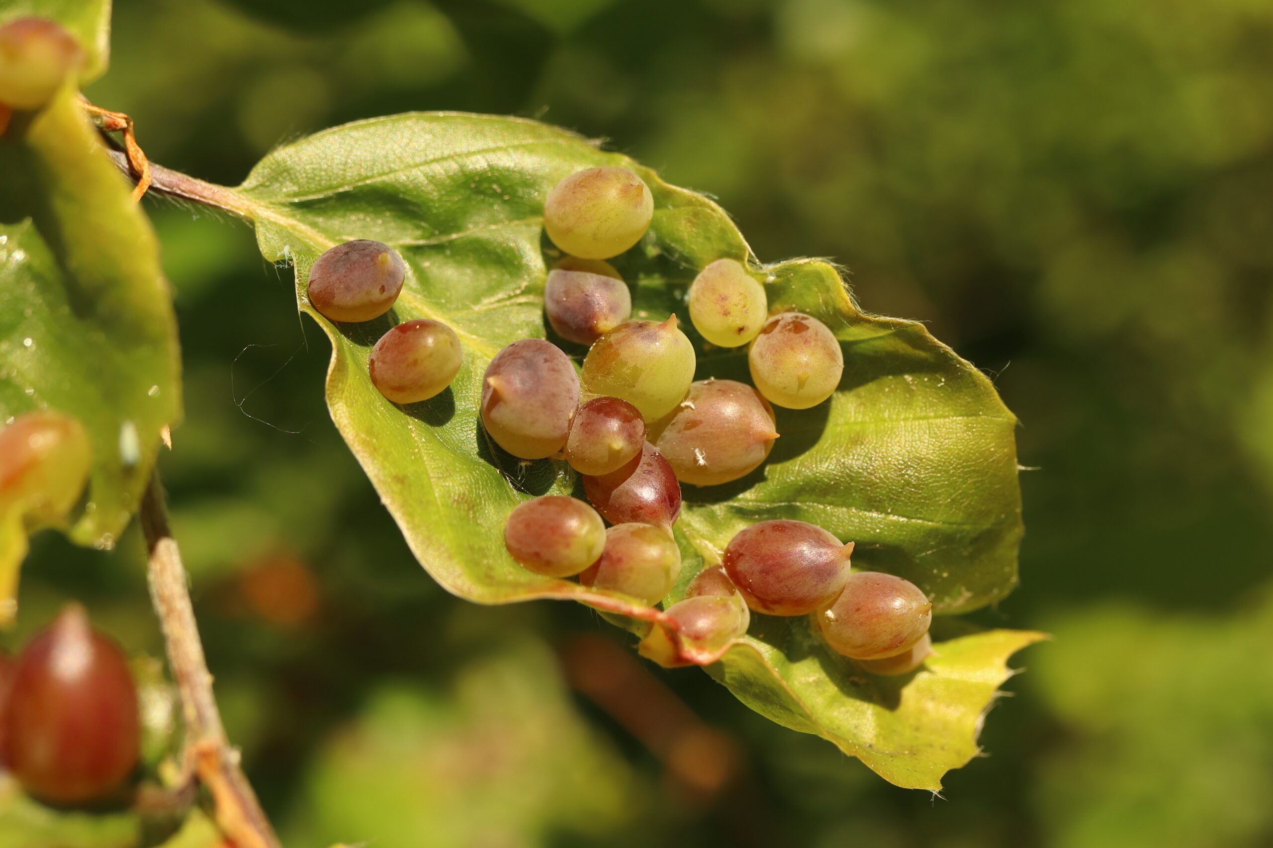 cover of episode Do Plant Galls Falsify Darwinism?