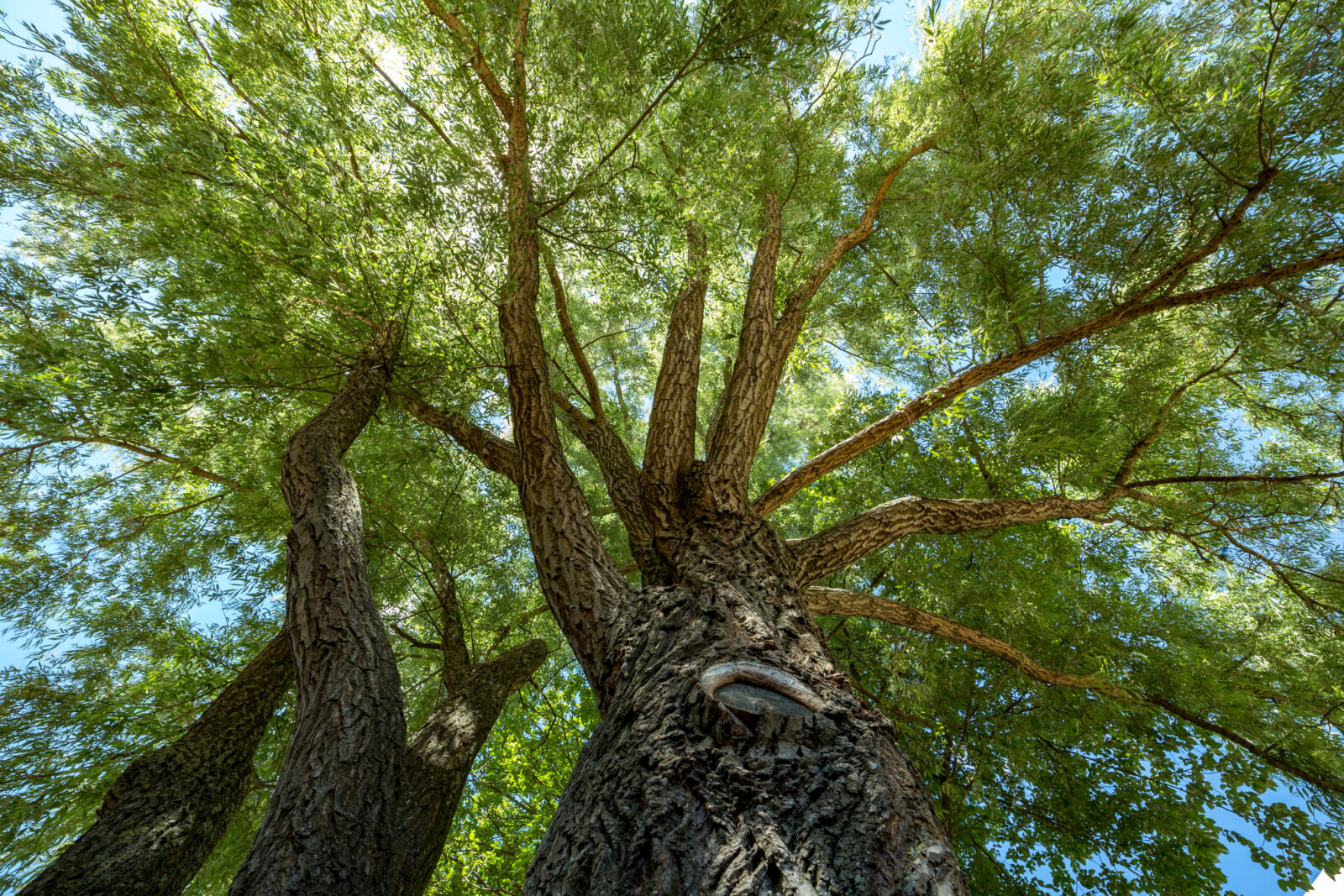 Low angle view of a european ash tree