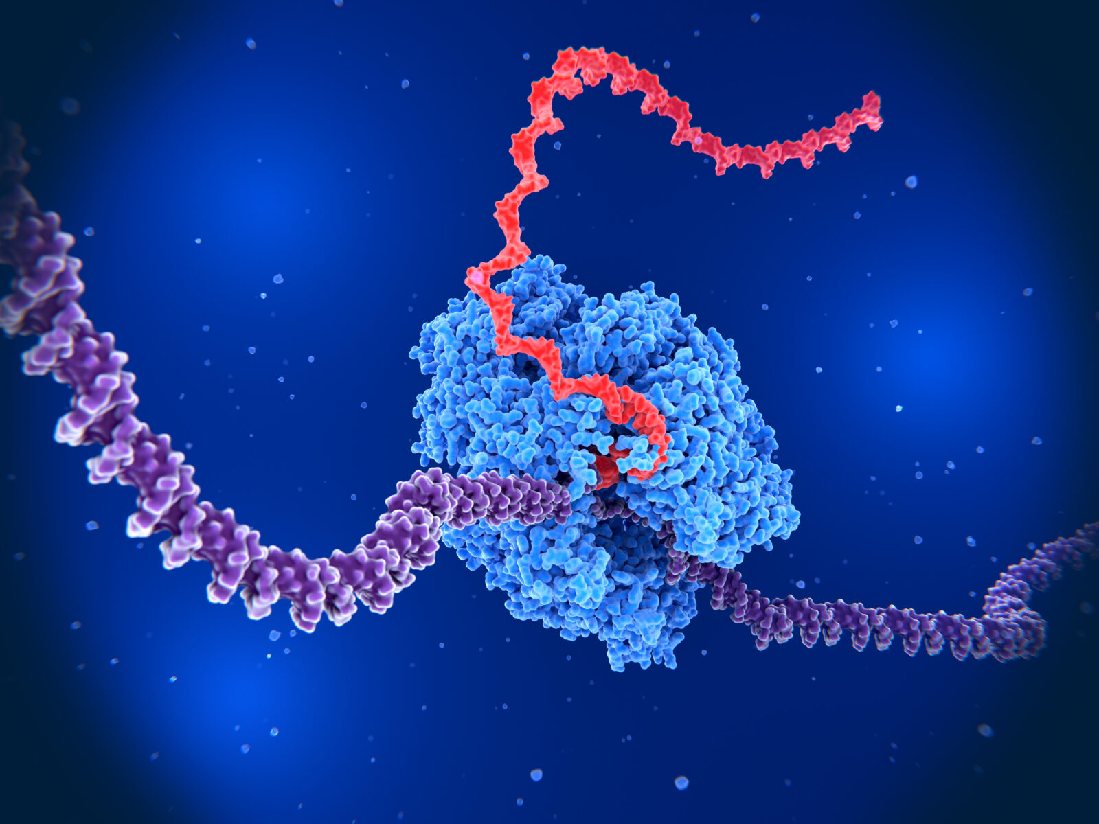 The RNA polymerase II transcribing DNA into RNA.