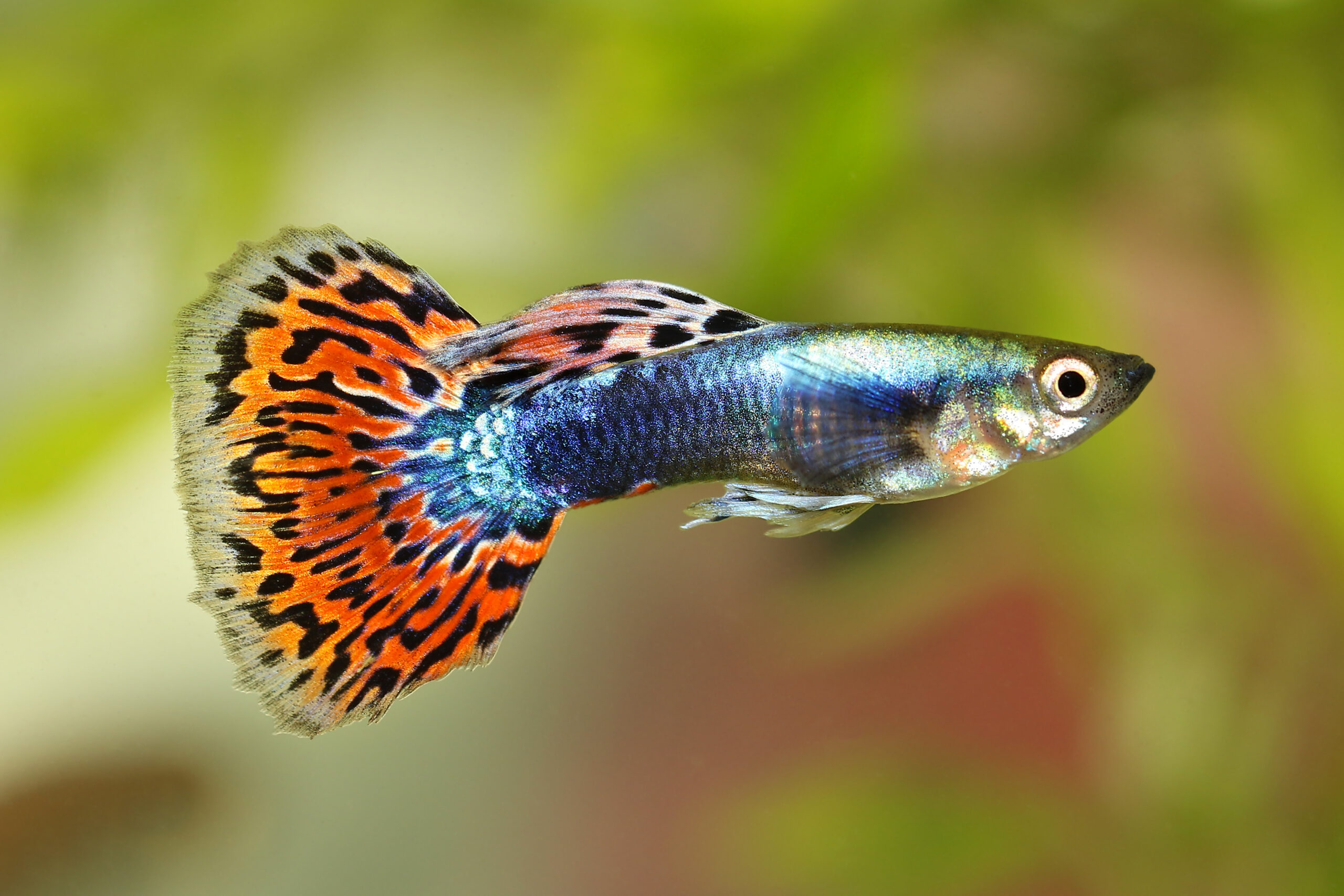 The Engineered Adaptability of the Humble Guppy