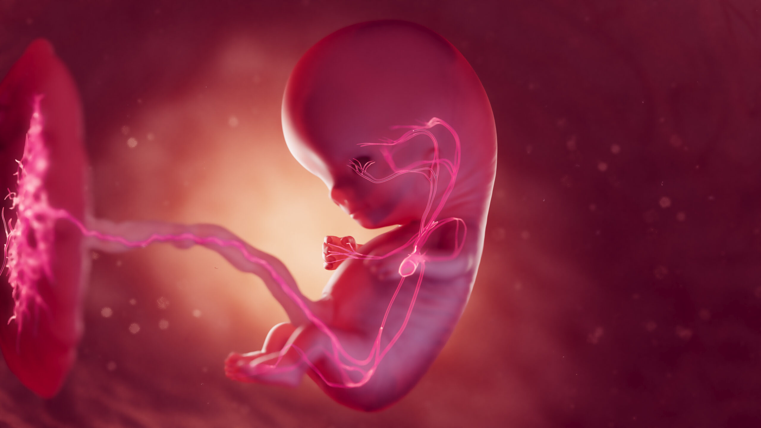 cover of episode David Galloway: The Fetal Circulatory System is Irreducibly Complex