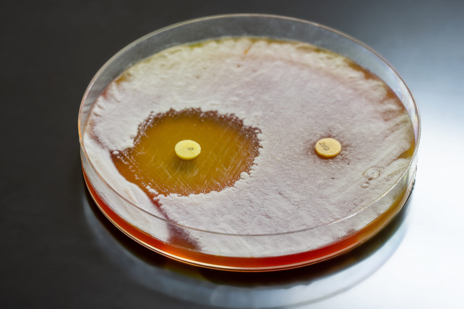 testing microorganisms for antibiotic resistance