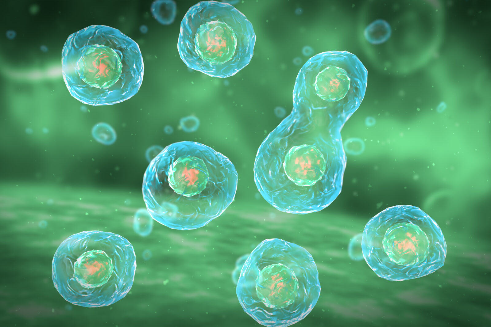 Cell Division Stages of Mitosis