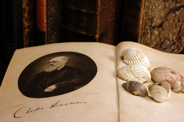 Conceptual image for biological evolution