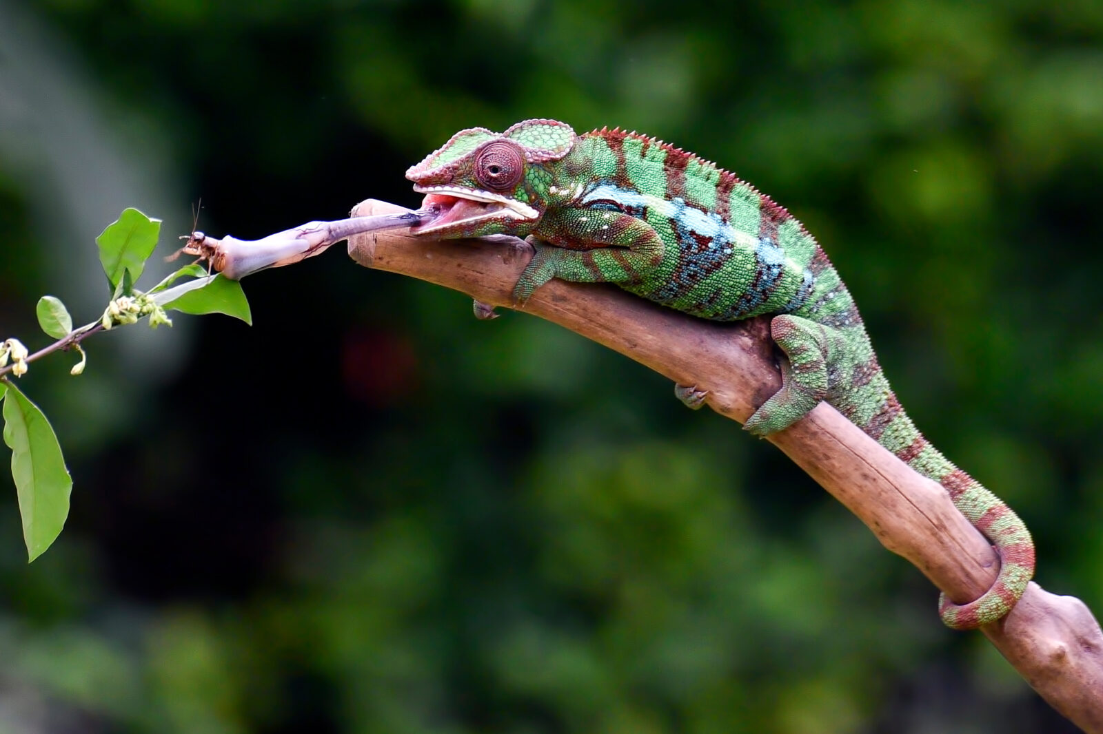 Panther chameleon on a tree branch