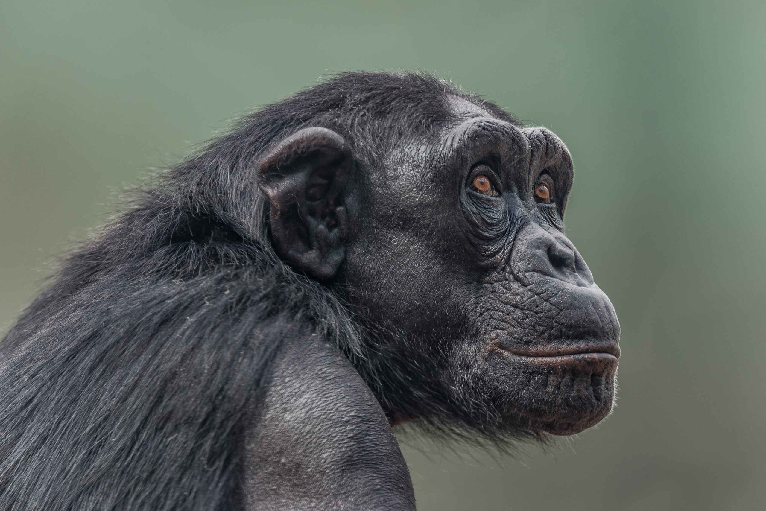 Chimp and Human Genomes: An Evolution Myth Unravels - podcast episode cover