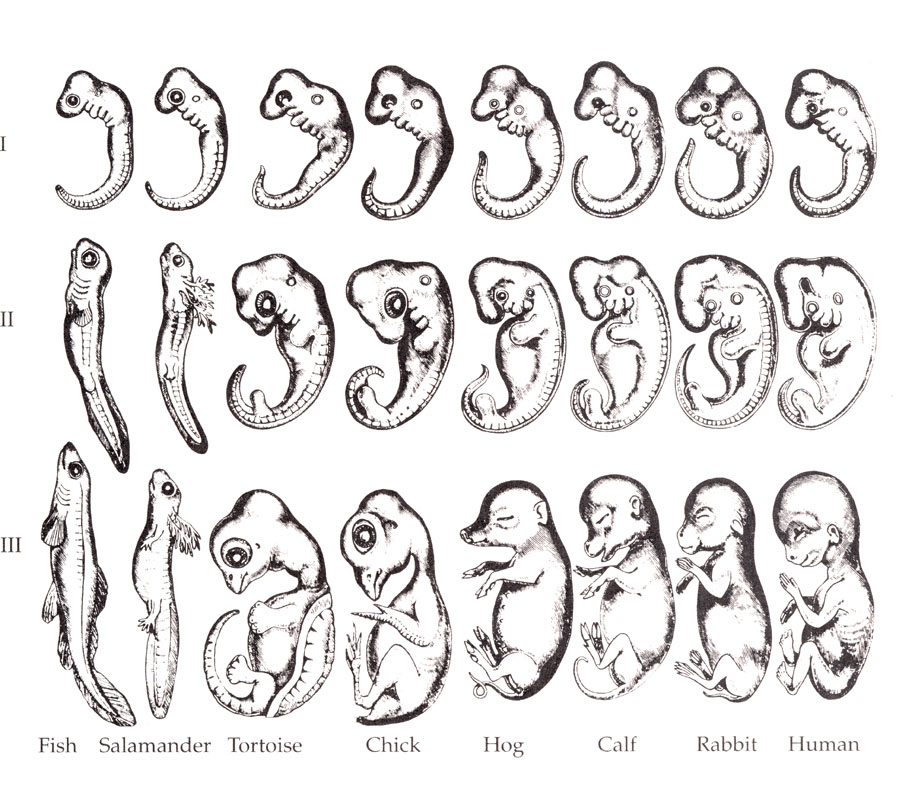 Tom Woodward on the Impact of Icons of Evolution