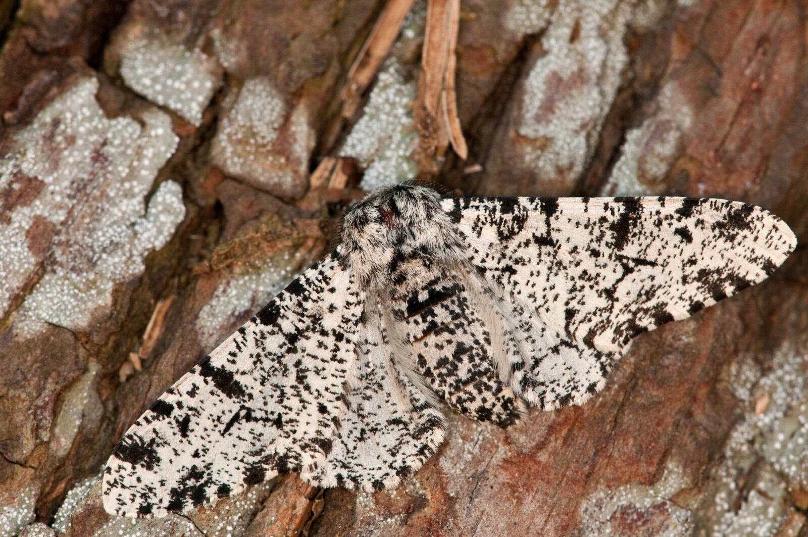 Peppered Moth on the bark of a tree