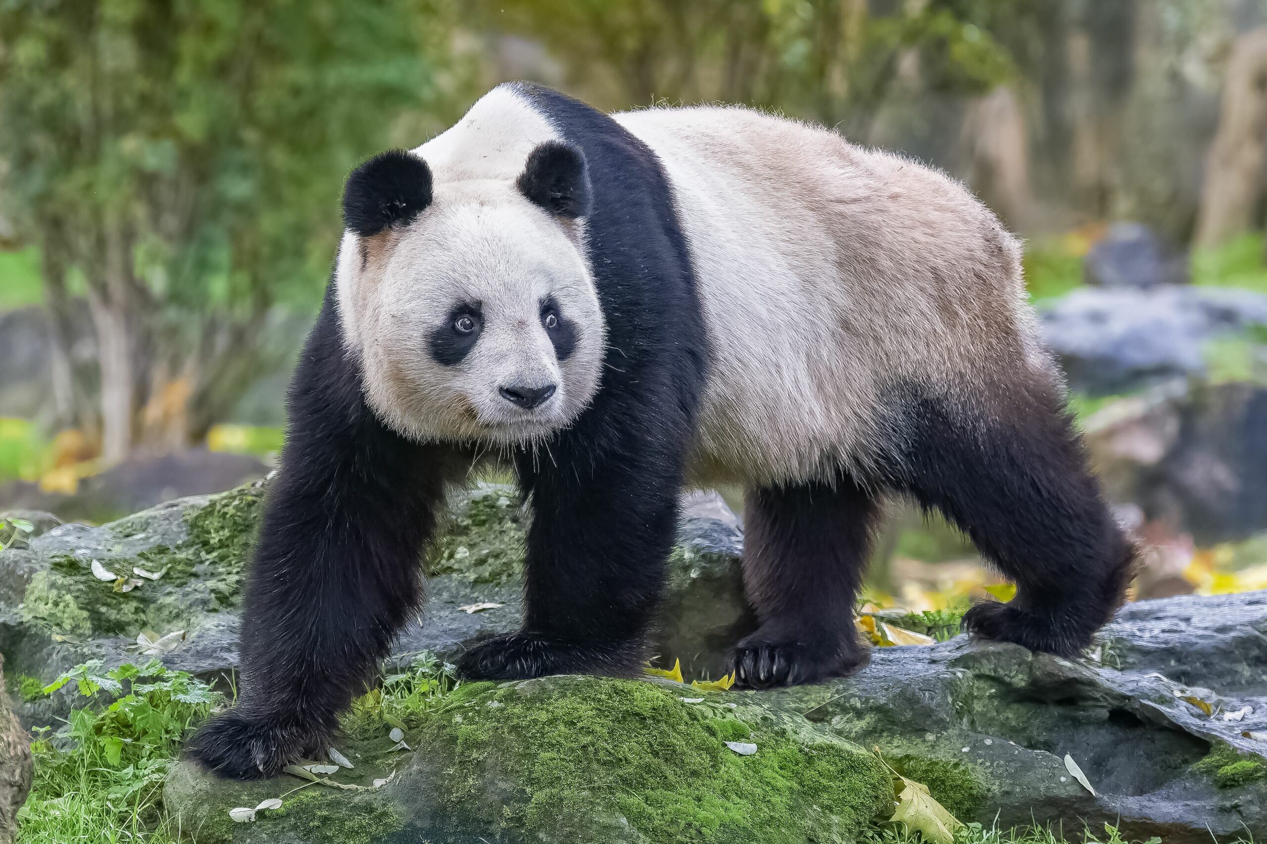 More Than a Thumb: Integrated Design in the Giant Panda
