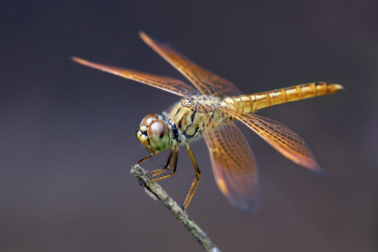 beautiful dragonfly