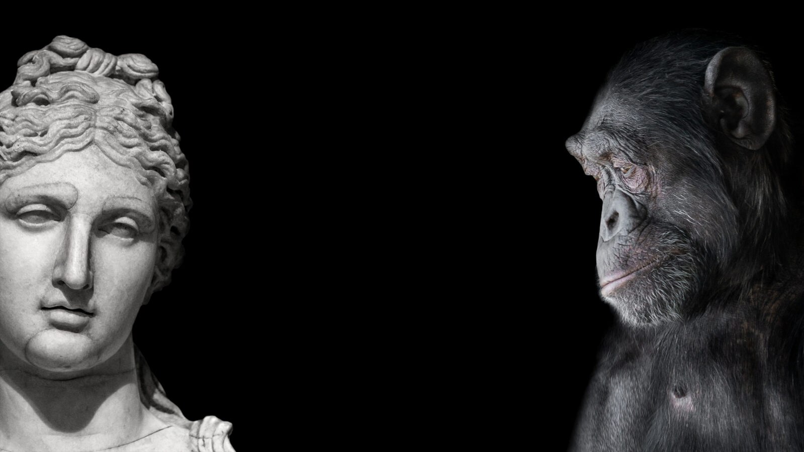 Collage of two contrast portraits of Chimpanzee and beautiful Roman woman in stone at black background, details, paste space