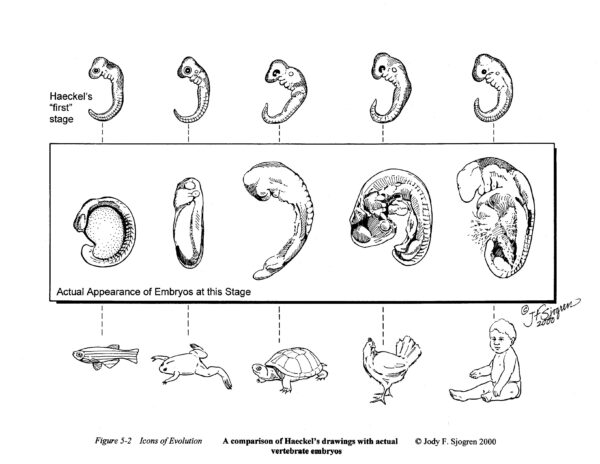 Evolution Identification Number Artist Jody Sjogren on Illustrating the Icons of Evolution | ID the Future