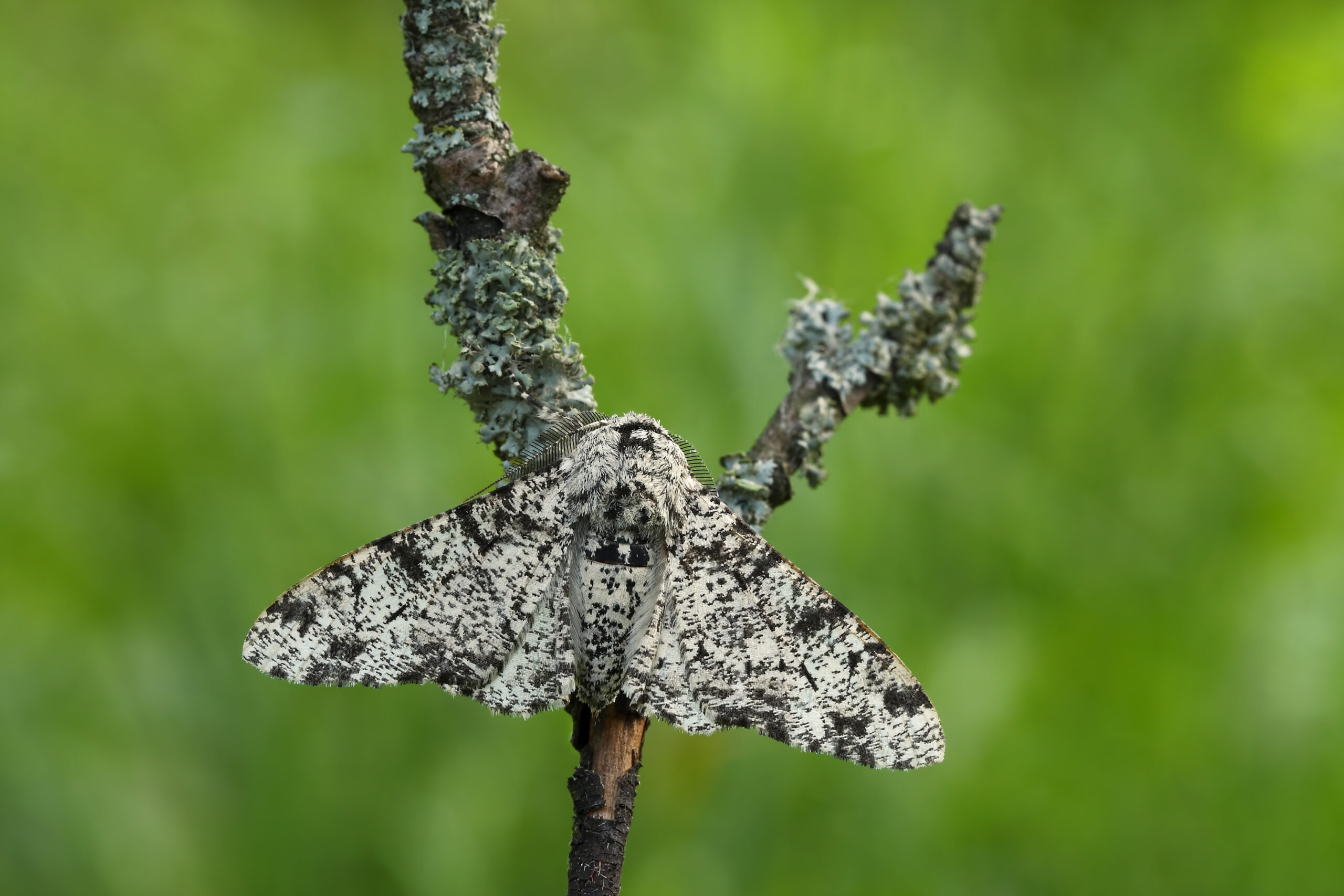 Evolution’s Stubborn Icons: Peppered Moths and Miller-Urey Still Shambling Along