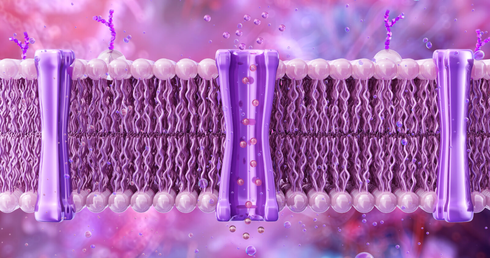 Cell membrane structure and function. The lipid bilayer with embedded proteins and glycoproteins. Plasma membrane molecular transport, cellular signaling, cell integrity. Cell biology, biochemistry 3D