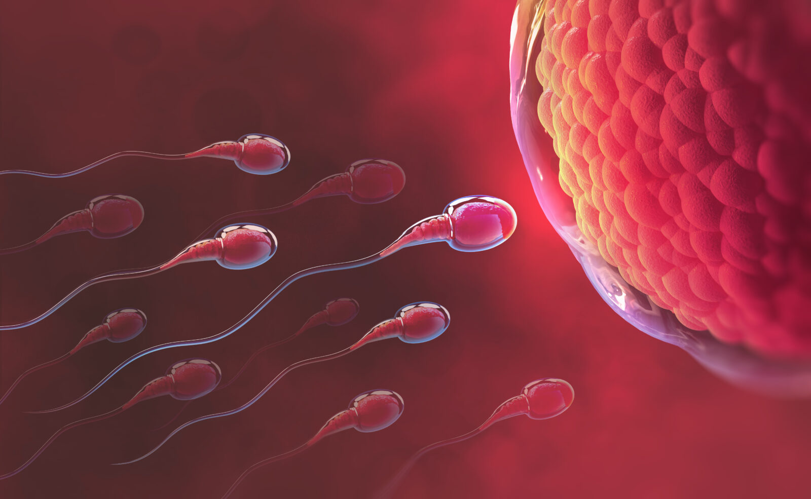 Sperm and egg cell. Natural fertilization. 3d illustration on red background