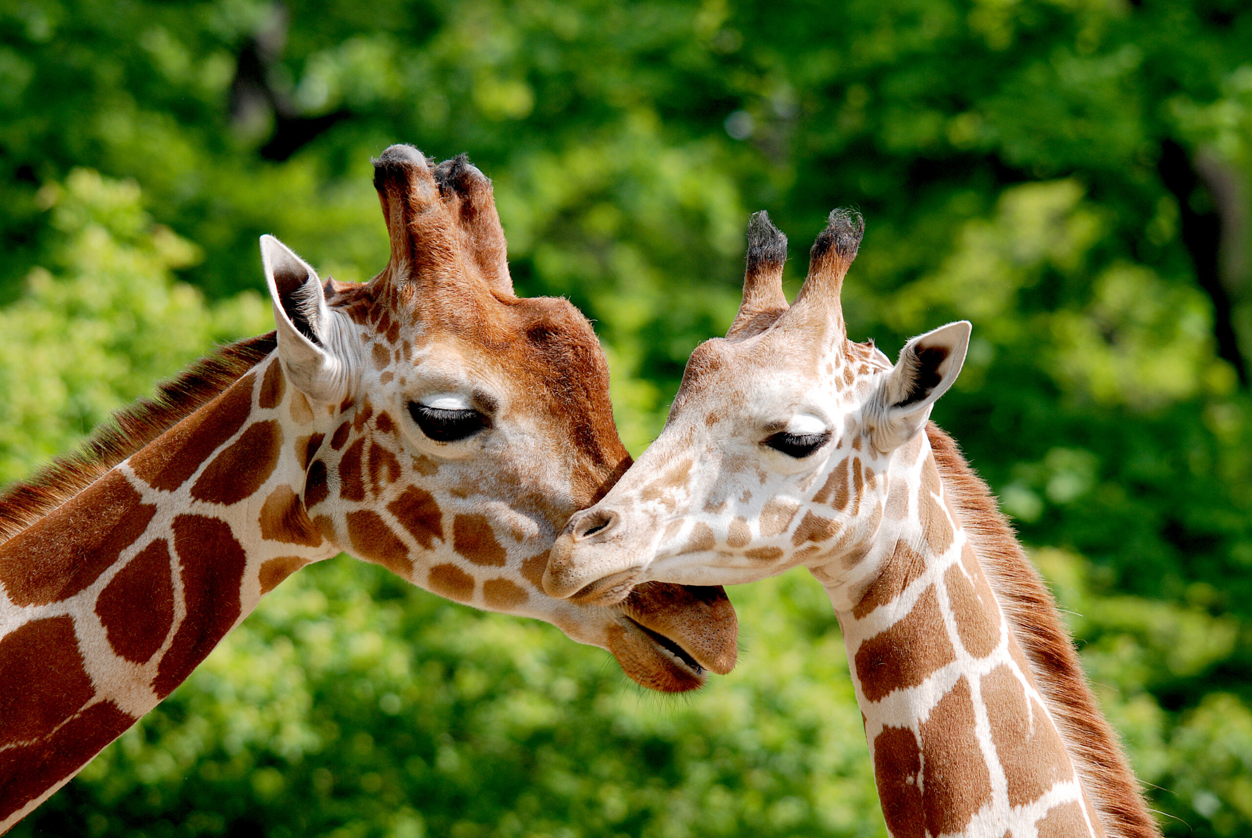 On the Origin of “Tall Blondes”: Correcting the Record on Giraffe Evolution