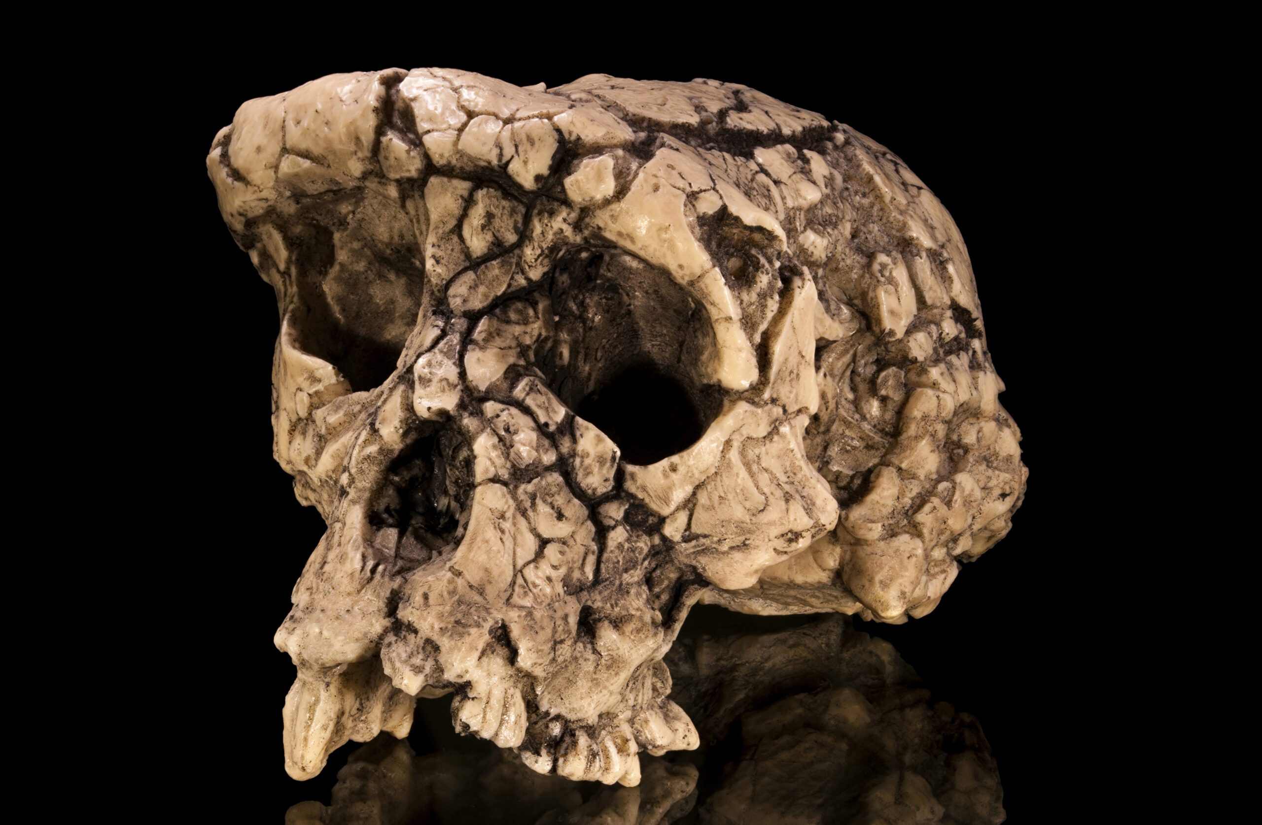 Fossil Feuds and Scientific Secrecy